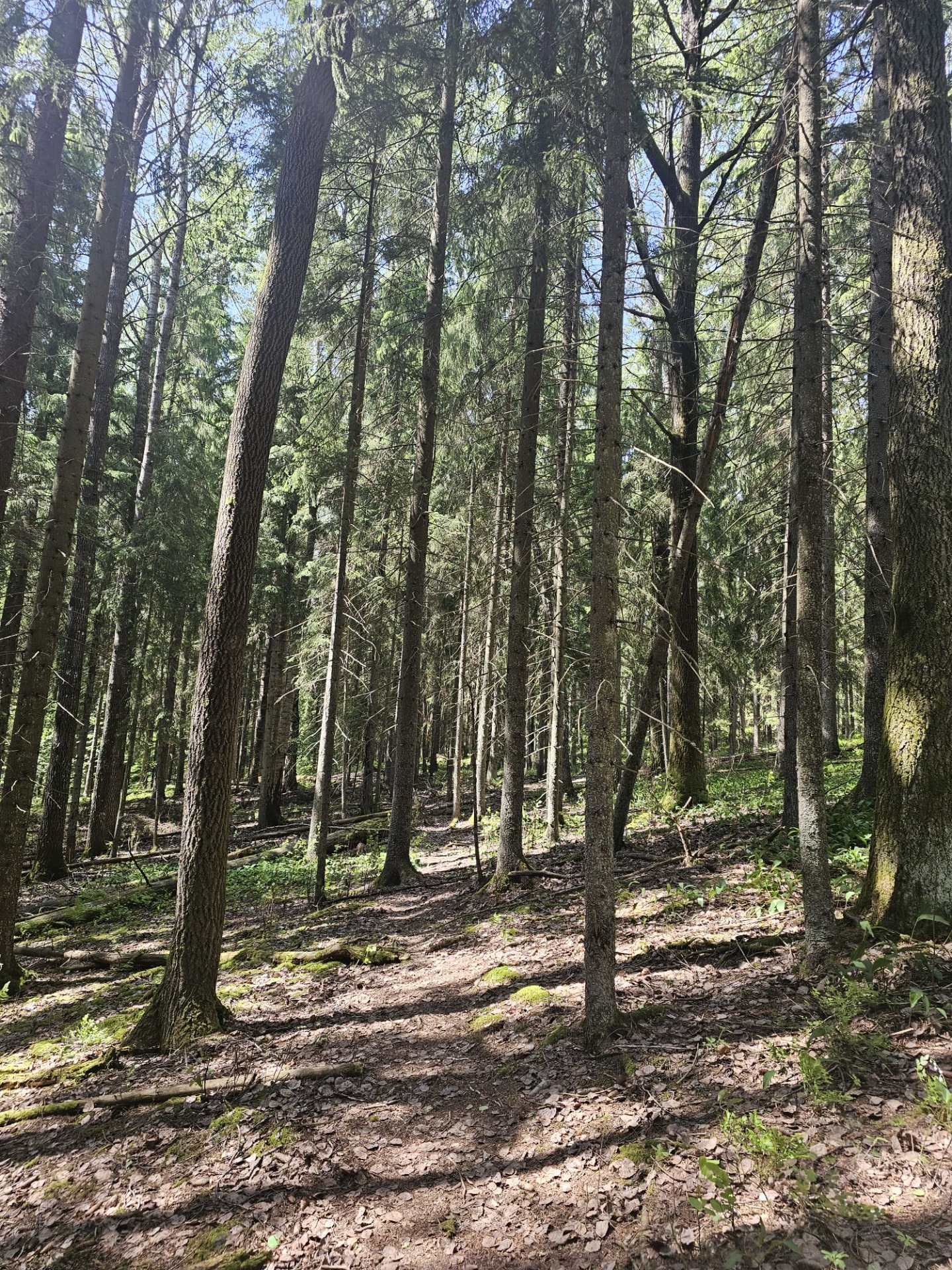 Pohjois-Espoon metsää